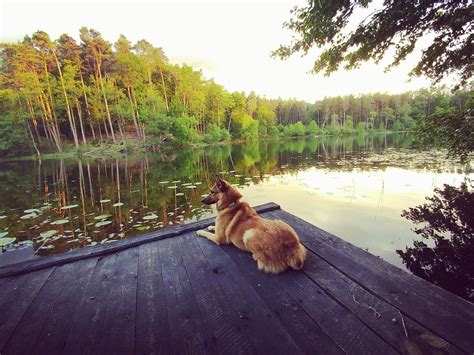 With little industry it offers many attractions to spend a time in the nature. Dziabongowo: Bory Tucholskie - wspaniałe miejsce na wypad ...