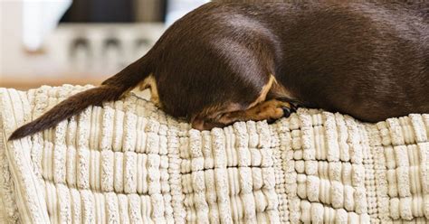5 Dog Tail Injuries To Be Aware Of Zoetis Petcare