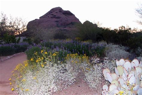 Essential Info For Arizona Desert Plants Summer Plants Wild Flowers