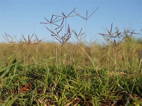 Bermuda grass commonly sprouts these seedheads randomly throughout its green blades, but you can remedy this. How to Lose Your Bermuda Grass - Sunset Magazine - Sunset ...