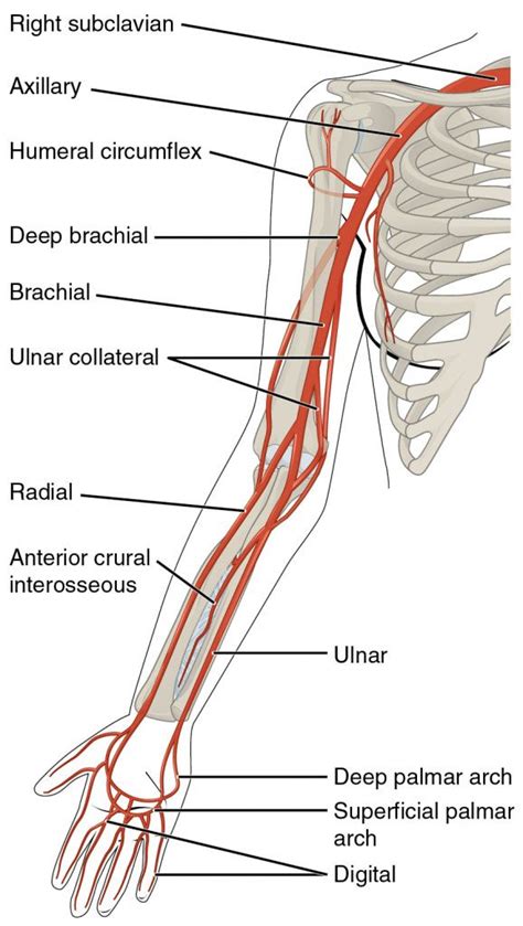 Upper Arm Artery Anatomy Arteries Anatomy