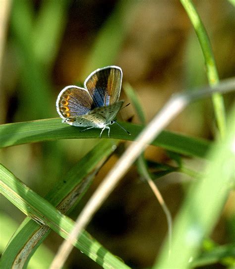 Little Karner Blue Butterfly Biological Science Picture