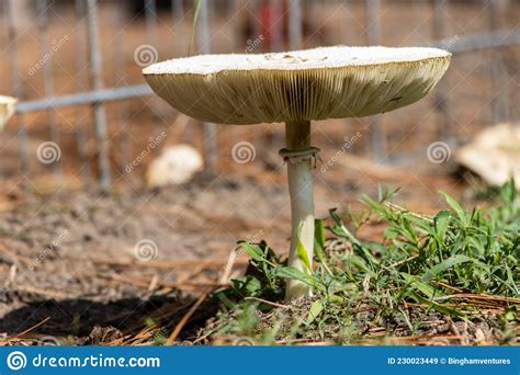 Large White Mushroom In The Grass Stock Image Image Of Black Lawn