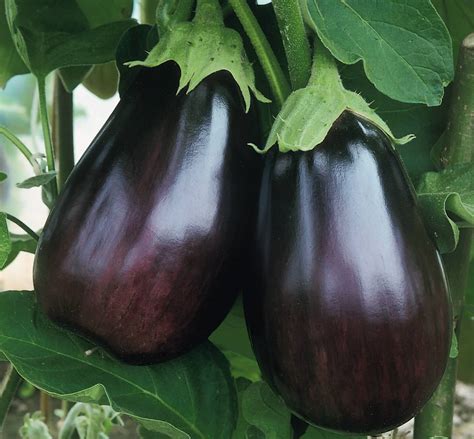 Black Beauty Aubergine Seeds Aubergine Seeds For Sale Online