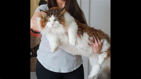 Fotos Virales Conoce A Samson El Gato Doméstico Más Grande Del