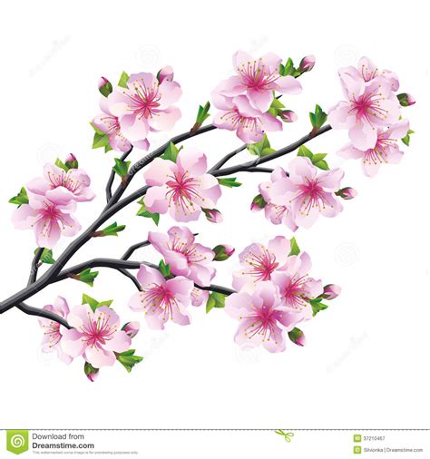Follow the vibe and change your wallpaper every day! Japanese Tree Sakura, Cherry Blossom Isolated Royalty Free ...