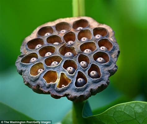 fear of holes could reveal a deep anxiety of parasites daily mail online