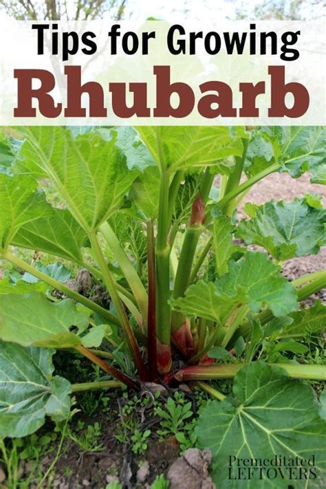 How To Grow Rhubarb Rhubarb Plants Growing Vegetables Growing Rhubarb