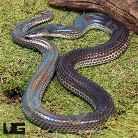 Sunbeam Snakes Xenopeltis Unicolor For Sale Underground Reptiles