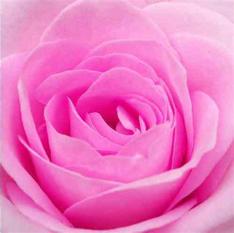 Download Foto Bunga Mawar Pink Vina Gambar