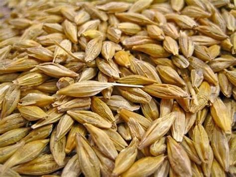 Know answer of question : Do oats mean 'jou' in Hindi? - Quora