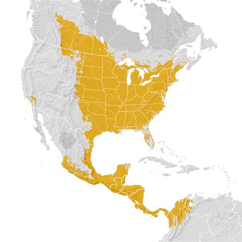 Baltimore Oriole Range Map Pre Breeding Migration