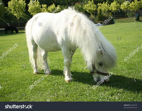 An Image Of A Single White Pony Stock Photo 62593339 Shutterstock