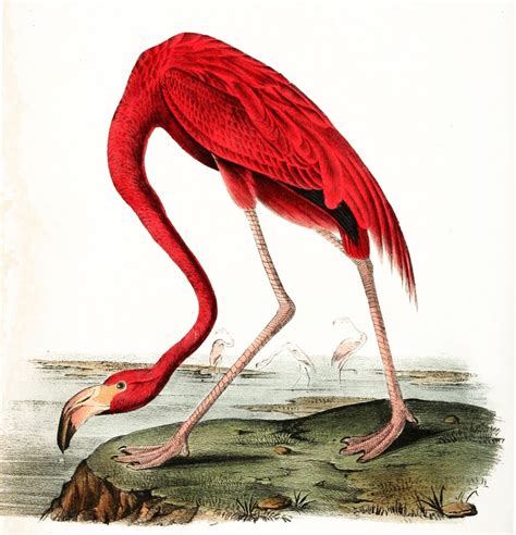American Flamingo Illustration By John James Audubon Circa 1840