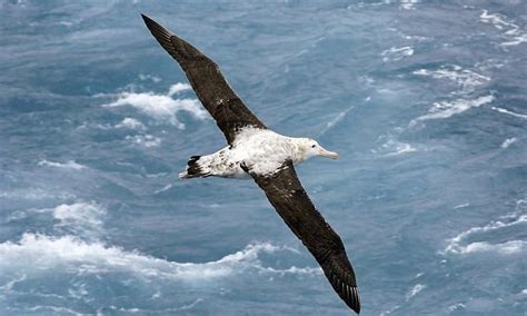 8 Birds With The Largest Wingspan And Facts About Them