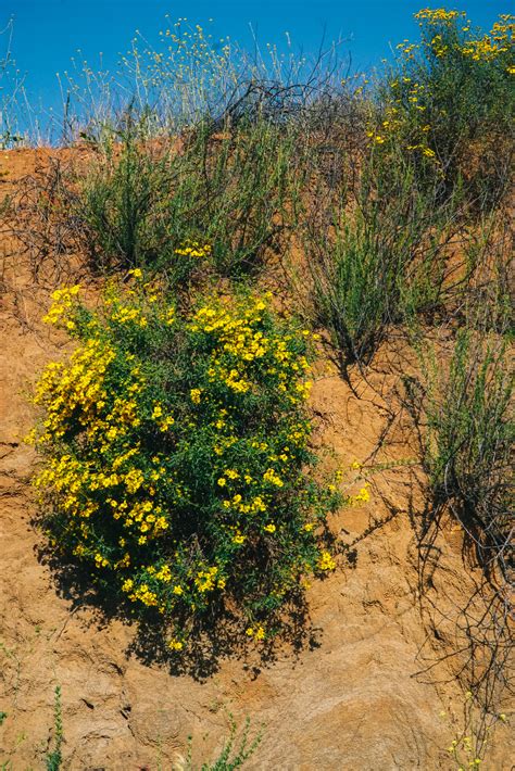 California Super Bloom San Diego Exploring Our World