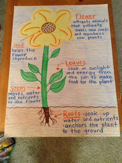 Parts Of A Plant Anchor Chart Parts Of A Plant Plants Sexiz Pix