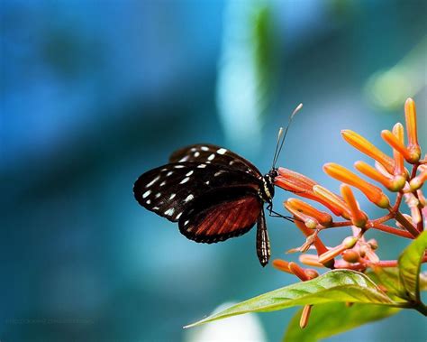 Cool Butterfly Wallpapers Wallpaper Cave