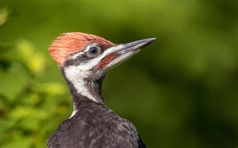 Pileated Woodpecker Audubon Field Guide