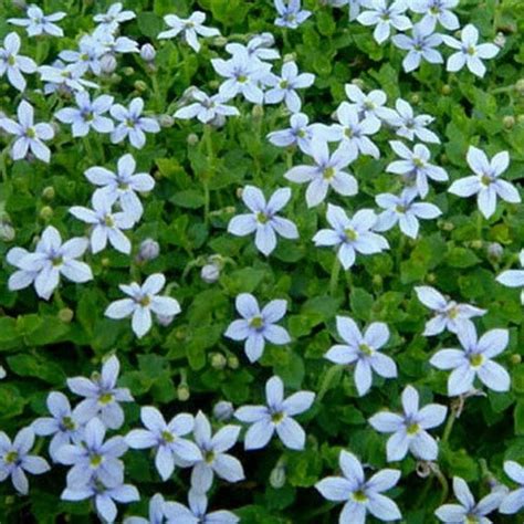 Kisshes 30 Pcs Blue Star Creeper Seeds Ground Cover