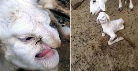 A Lamb Has Been Born In Russia With The Face Of An Old Man Boredombash
