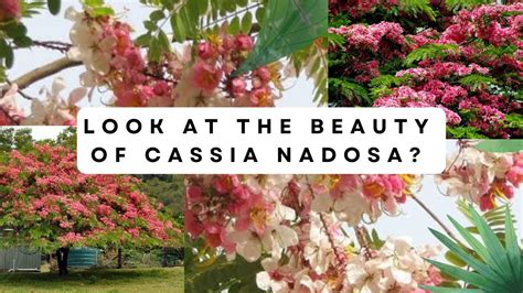 How To Grow And Care For Cassia Nadosa Complete Guidance Cassia