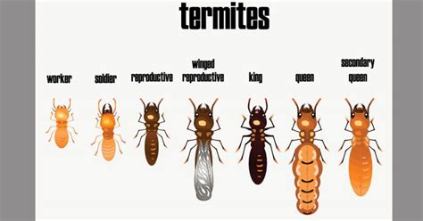 Are Termites Common In The Portland And Vancouver Area New Leaf Pest