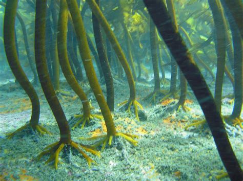 Underwater Kelp Forest From The Base Of A Mini Kelp