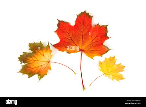 Three Red Maple Leaves Hi Res Stock Photography And Images Alamy