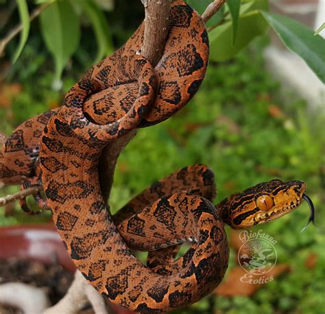 Halloween Atb Produced By Biofauna Exotics Amazon Tree Boa Snake
