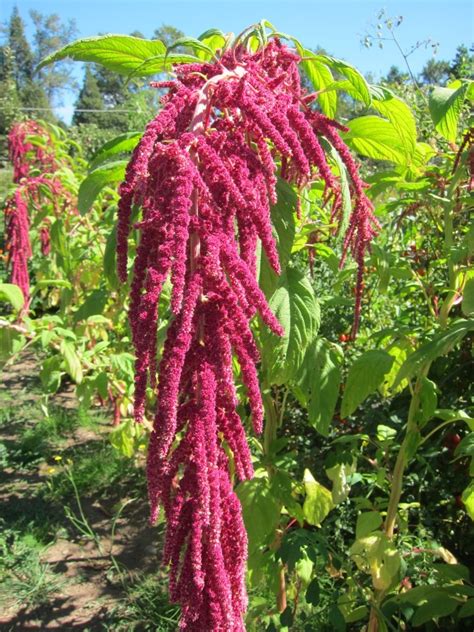 If planting outdoors, sow amaranth seeds after the soil has begun to warm in the spring. How to Grow Amaranth, Tips and Guide to Growing Amaranth ...