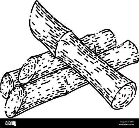 Sugar Cane Sketch Hand Drawn Vector Stock Vector Image And Art Alamy
