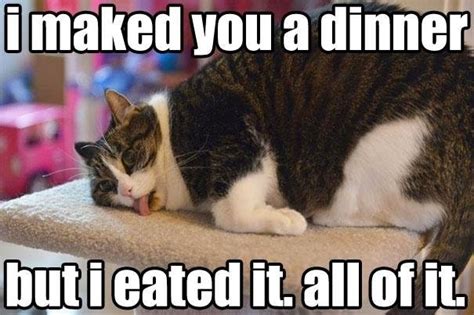 Cat Made Dinner I Can Has Cheezburger Funny Cats Cat Meme Cat