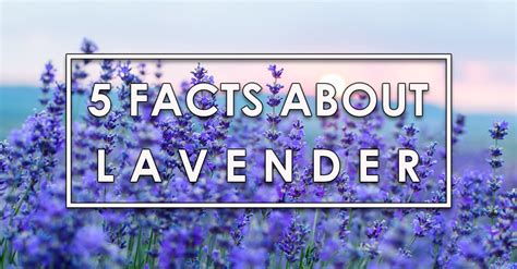 5 Facts About Lavender You Didnt Know Crafty House