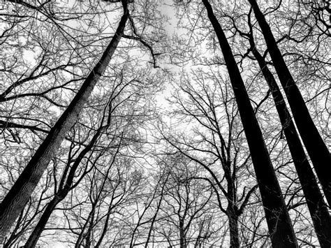 Black And White Winter Trees Stock Image Image Of Tall Leafless