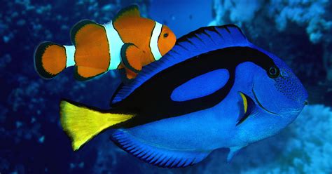 What Makes A Dory Blue Tang Fish