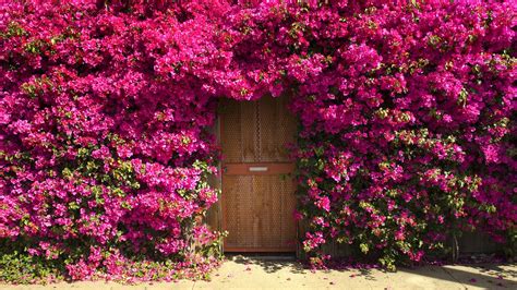 Top 999 Bougainvillea Wallpaper Full Hd 4k Free To Use