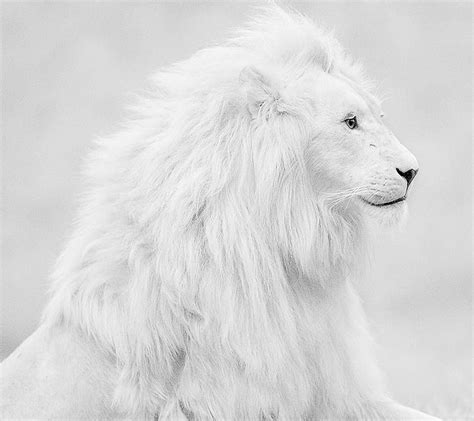 Lion S Lion 1440×1280 White Lion Adorable Albino Animals Albino