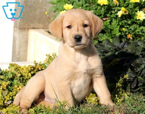 Sparky Golden Labrador Goldador Puppy For Sale Keystone Puppies