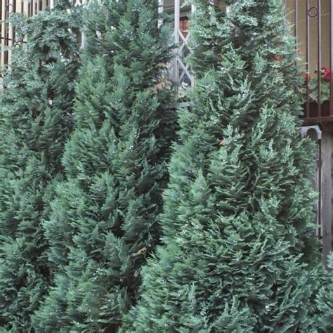 Does the variety in question grow vertically or horizontally? Chamaecyparis lawsoniana Alumii | Buy Blue Lawsons Cypress ...