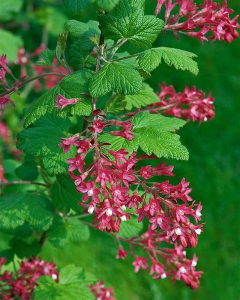 Ribes Sanguineumred Flowering Currant Early Spring Flowers Native