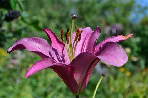 7 Types Of Purple Lilies A Z Animals