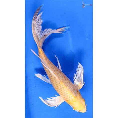 13 Imported Yamabuki Ogon Butterfly Koi Koi Fish For Sale