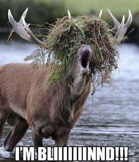 Funny Pictures And Quotes 252 38 Pict Funny Deer Pictures Funny