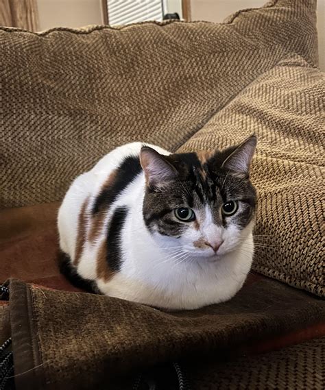 My Calico Loaf Turned Out Perfectly All Limbs And Tail Neatly Tucked