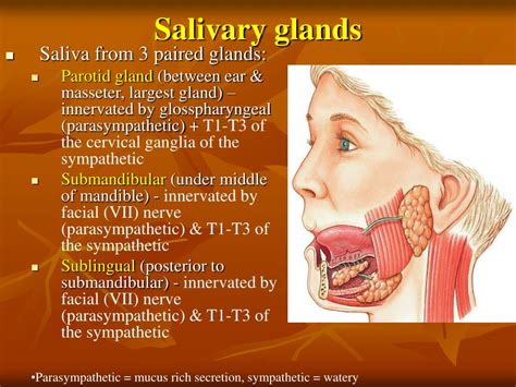 Salivary Glands Function