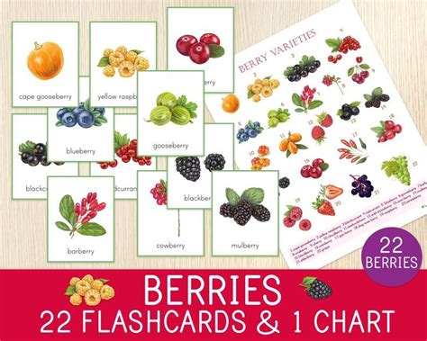 Help Your Kidsstudents To Identify 22 Berry Varieties With These