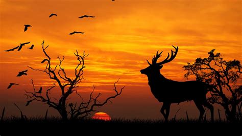 Elk Sunset Wallpapers Top Free Elk Sunset Backgrounds Wallpaperaccess