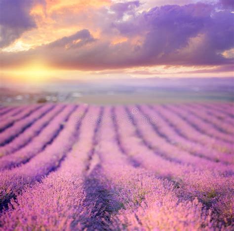 Sunset Over A Summer Lavender Field Stock Photo Image Of Lavender