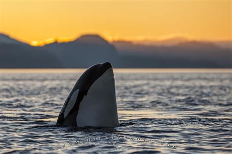 Spy Hopping Orca Killer Whale Sunset Photo Information